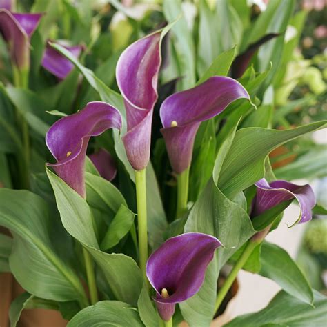 calla lily bulbs